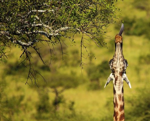 Una jirafa estira el cuello para alcanzar el follaje fresco de un espino