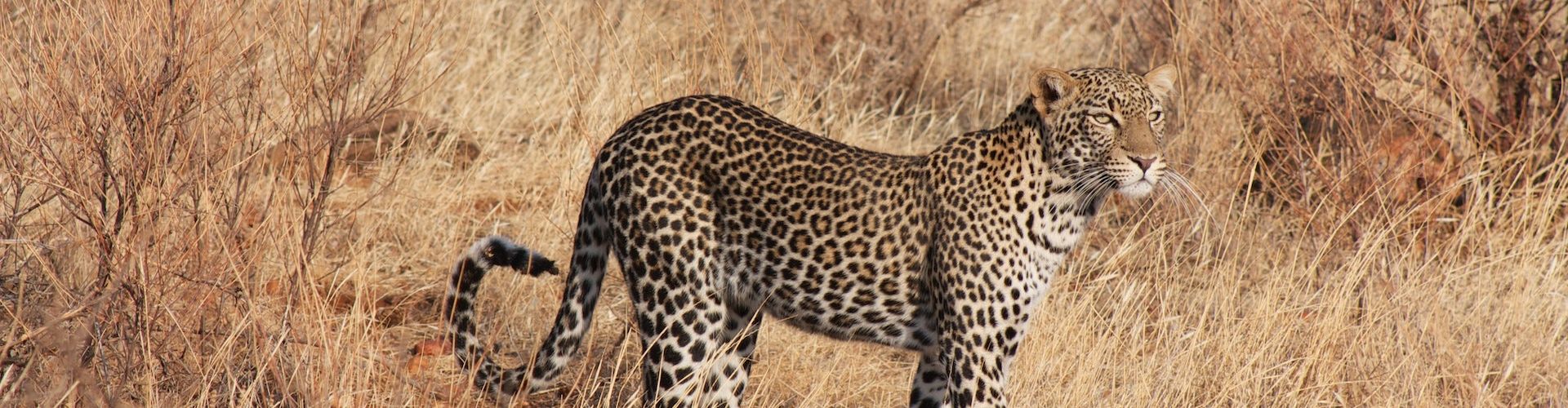 Un leopardo en el Área de Gestión de la Fauna de Ikoma