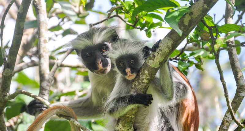 2 monos colobos rojos, Jozani Forest Zanzibar