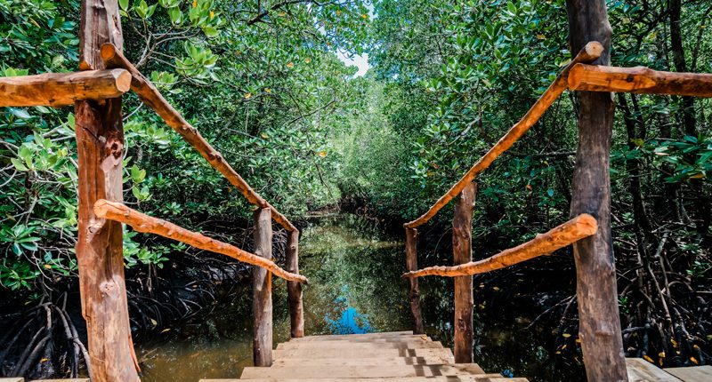 Un puente a través de la zona de manglares de Jozani