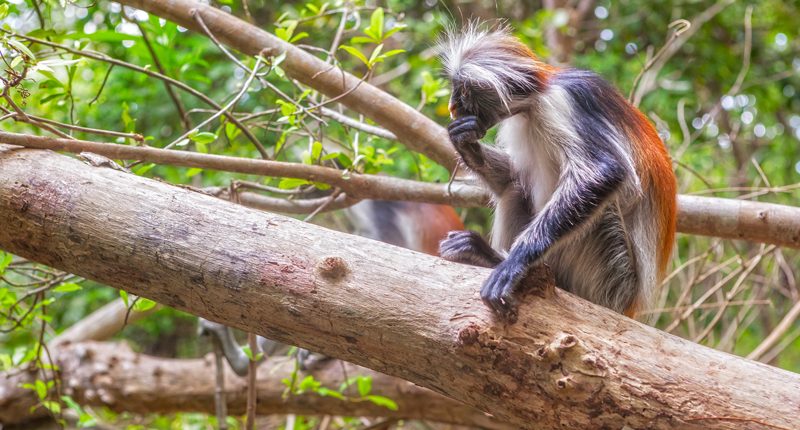 Mono colobo rojo de Zanzíbar en el bosque de Jozani