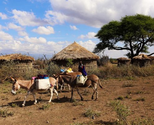 Una mujer masai transporta mercancías con la ayuda de burros, con una aldea masai tradicional al fondo.