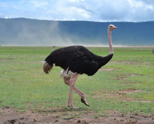Un avestruz común macho caminando por el cráter del Ngorongoro