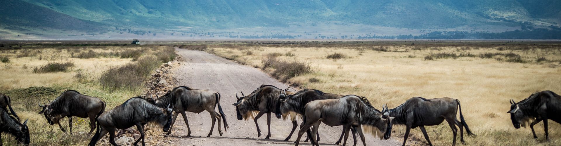 Los gnus tienen derecho de paso en el cráter del Ngorongoro