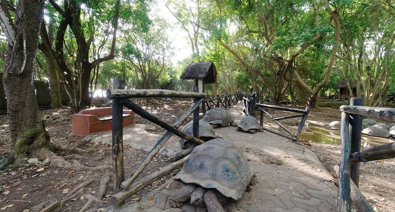 Observe tortugas ancestrales en su excursión por la Isla de la Prisión