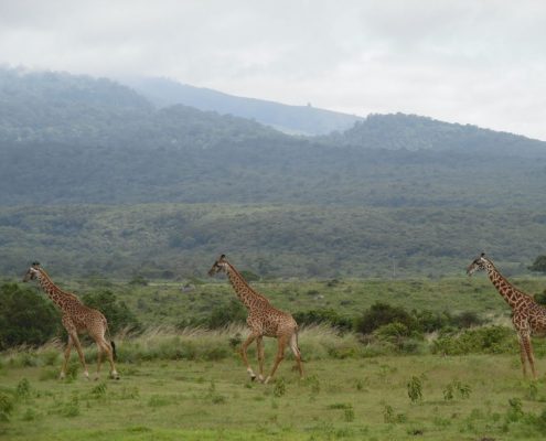 Jirafas en el Parque Nacional de Arusha