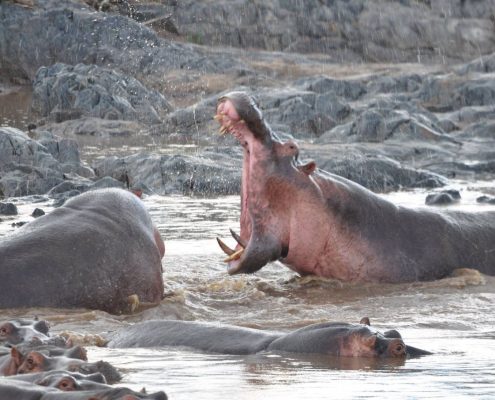 Un hipopótamo agresivo en el Parque Safari del Lago Manyara en Tanzania