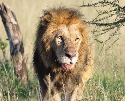 Un león macho mayor con la boca ensangrentada en el famoso Parque Nacional del Serengeti