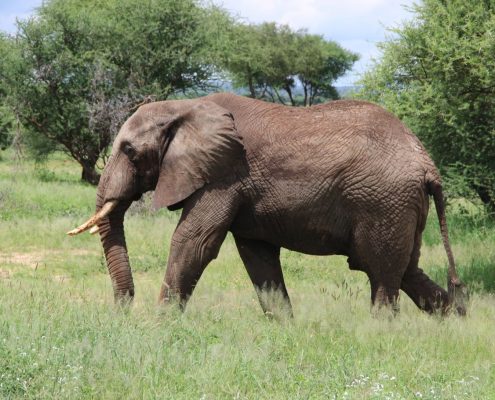 Un elefante en el Parque Nacional de Tarangire (Tanzania)