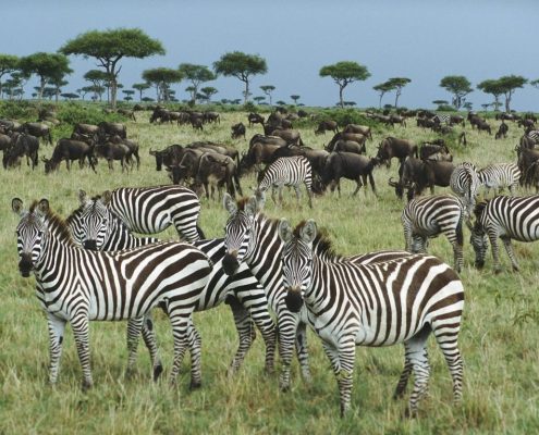Un grupo de animales de la gran migración en el Serengeti Safari Park