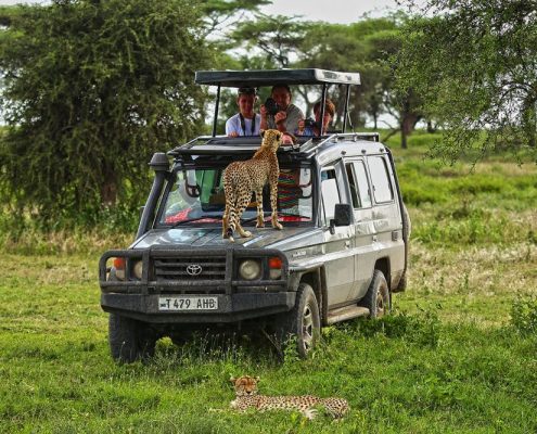 Un guepardo sobre el capó de un camión safari en el Serengeti
