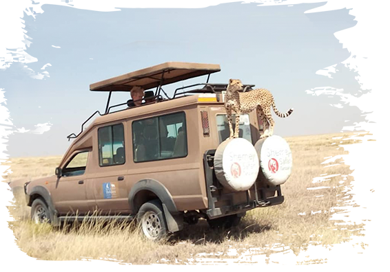 Planifique su itinerario de safari con Shemeji Safari