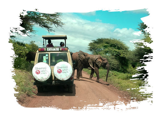 Disfrute de la calidad de Tanzania Safari Tours con Shemeji Safari - Karibu Tanzania (Bienvenido a Tanzania)