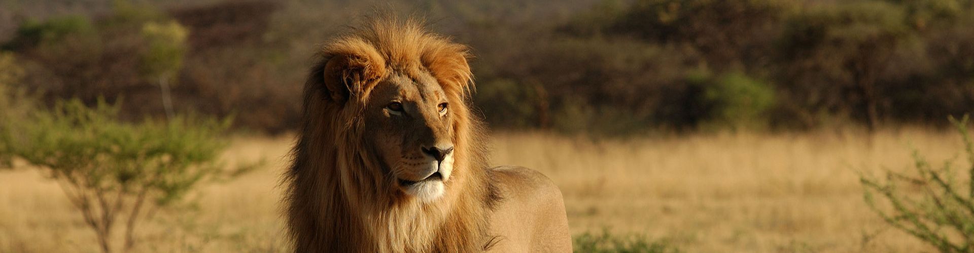 ¡Experimente la calidad de Tanzania Safari Tours con Shemeji Safari!